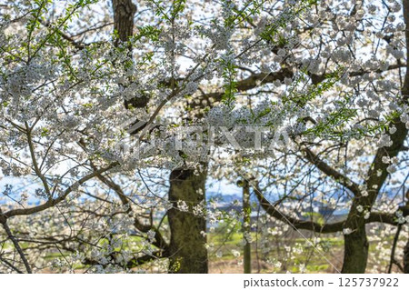 福島縣會津若松市石部故居遺址的春天的石部櫻花 125737922