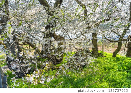 Spring at the Ishibe cherry blossoms on the site of the former Ishibe residence in Aizuwakamatsu, Fukushima Prefecture Spring at the Ishibe cherry blossoms on the site of the former Ishibe residence in Aizuwakamatsu, Fukushima Prefecture 125737923