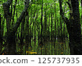 Iriomote Island, Okinawa Prefecture, in a lush mangrove forest 125737935