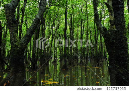 Iriomote Island, Okinawa Prefecture, in a lush mangrove forest 125737935
