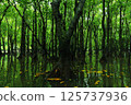 Iriomote Island, Okinawa Prefecture, in a lush mangrove forest 125737936
