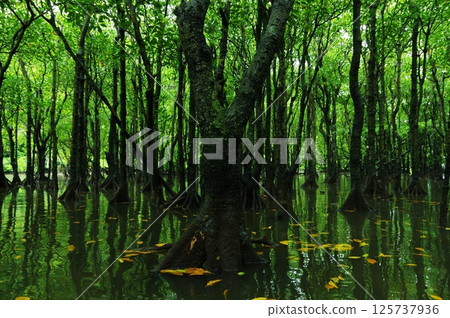 沖繩縣西表島,茂密的紅樹林中 沖繩縣西表島,茂密的紅樹林中 125737936