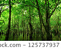Iriomote Island, Okinawa Prefecture, in a lush mangrove forest 125737937