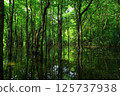 Iriomote Island, Okinawa Prefecture, in a lush mangrove forest 125737938