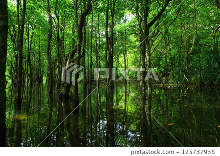 Iriomote Island, Okinawa Prefecture, in a lush mangrove forest 125737938