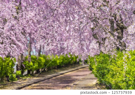 舊日中線的春天：福島縣北方市，枝垂櫻盛開 125737939