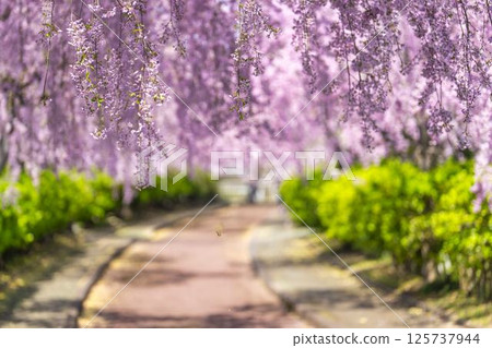 舊日中線的春天:福島縣北方市,枝垂櫻盛開 舊日中線的春天:福島縣北方市,枝垂櫻盛開 125737944