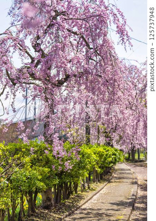 舊日中線的春天:福島縣北方市,枝垂櫻盛開 舊日中線的春天:福島縣北方市,枝垂櫻盛開 125737948
