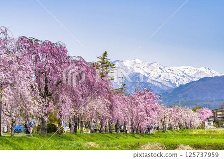 福島縣北方市舊日中線的垂枝櫻花與白雪皚皚的飯豐山脈 125737959