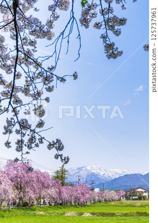 Weeping cherry blossoms on the old Nicchu Line and snow-covered Iide mountain range, Kitakata City, Fukushima Prefecture 125737961