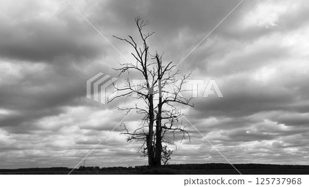single tree in a field. A lone dry tree in a field against a dramatic sky and gloomy clouds. gray clouds in the sky. Drought. Black and white. 125737968