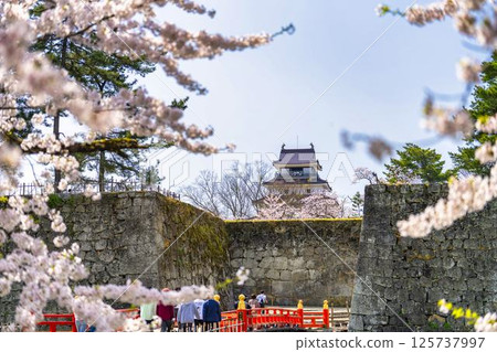 Cherry blossoms in full bloom and Tsuruga Castle (Wakamatsu Castle), Aizuwakamatsu City, Fukushima Prefecture 125737997