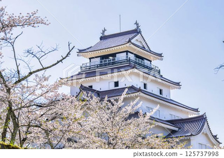 Cherry blossoms in full bloom and Tsuruga Castle (Wakamatsu Castle), Aizuwakamatsu City, Fukushima Prefecture Cherry blossoms in full bloom and Tsuruga Castle (Wakamatsu Castle), Aizuwakamatsu City, Fukushima Prefecture 125737998