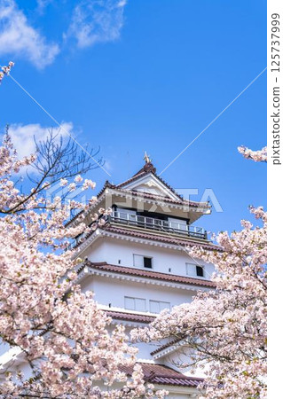 Cherry blossoms in full bloom and Tsuruga Castle (Wakamatsu Castle), Aizuwakamatsu City, Fukushima Prefecture Cherry blossoms in full bloom and Tsuruga Castle (Wakamatsu Castle), Aizuwakamatsu City, Fukushima Prefecture 125737999