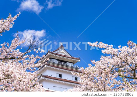 福島縣會津若松市櫻花盛開的敦賀城（若松城） 125738002