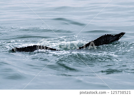 Whale surfacing in Walvis Bay Whale surfacing in Walvis Bay 125738521