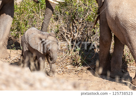 Desert Elephant in Namibia 125738523