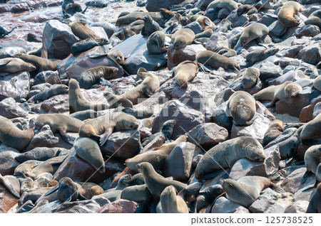 Seals at cape cross 125738525