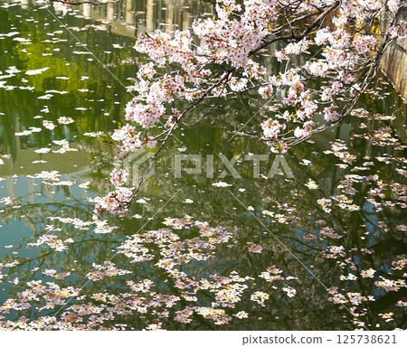 Pond, water and cherry blossoms Pond, water and cherry blossoms 125738621