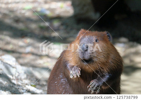 American Beaver American Beaver 125738799