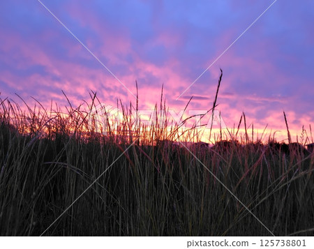 Swaying Japanese pampas grass in the sunset sky Swaying Japanese pampas grass in the sunset sky 125738801