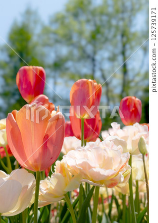 Blooming in the tulip field Blooming in the tulip field 125739171