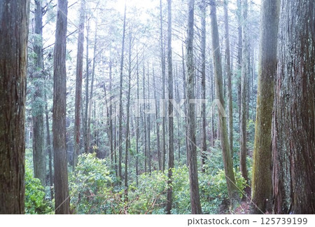吉野山的吉野杉被雨水籠罩 125739199
