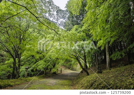 雨水浸濕的神社入口 雨水浸濕的神社入口 125739200