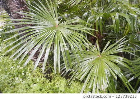 The trees and leaves are shining with the rain 125739213