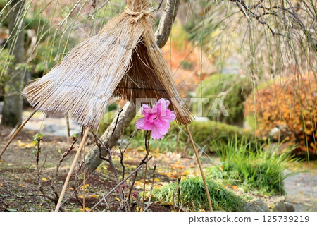 Cold peony flowers Cold peony flowers 125739219