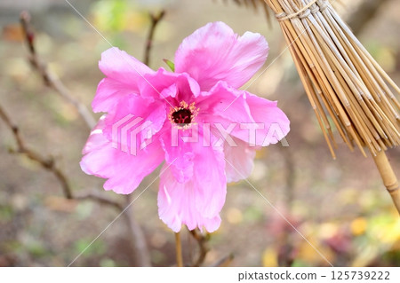 Cold peony flowers 125739222