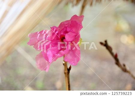Cold peony flowers Cold peony flowers 125739223
