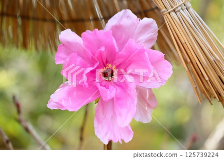 Cold peony flowers 125739224