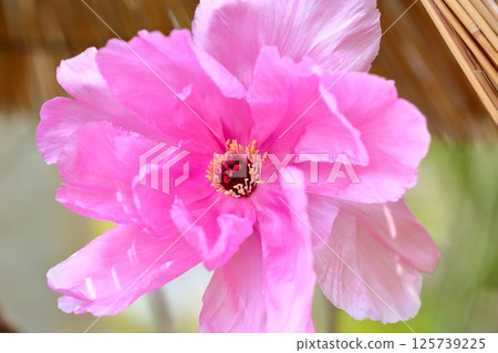 Cold peony flowers 125739225
