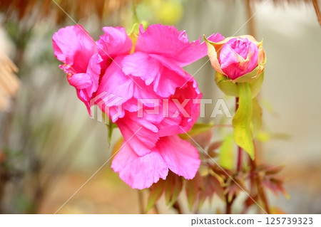 Cold peony flowers Cold peony flowers 125739323