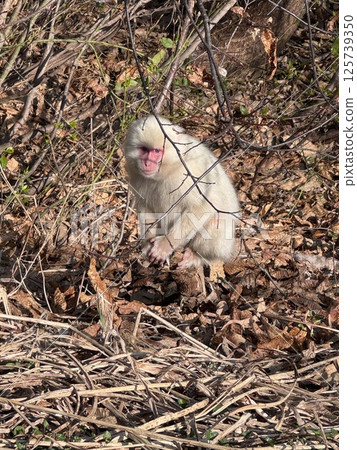 White Monkey 125739350