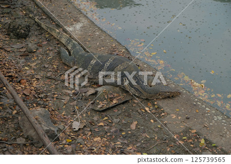 Large monitor lizards sleeping Large monitor lizards sleeping 125739565