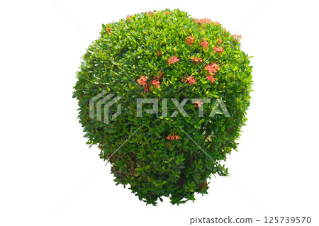 Ixora coccinea Red Flowers plant Ixora coccinea Red Flowers plant 125739570