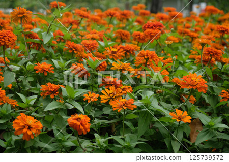 Beautiful zinnia flowers blooming in the autumn garden 125739572