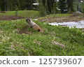 Pica at Mt. Rainier 125739607