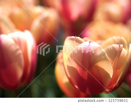 Beautiful red tulip "Marit" blooming in April Beautiful red tulip "Marit" blooming in April 125739631