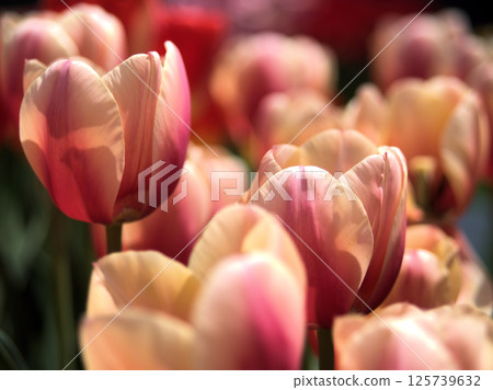 Beautiful red tulip "Marit" blooming in April Beautiful red tulip "Marit" blooming in April 125739632