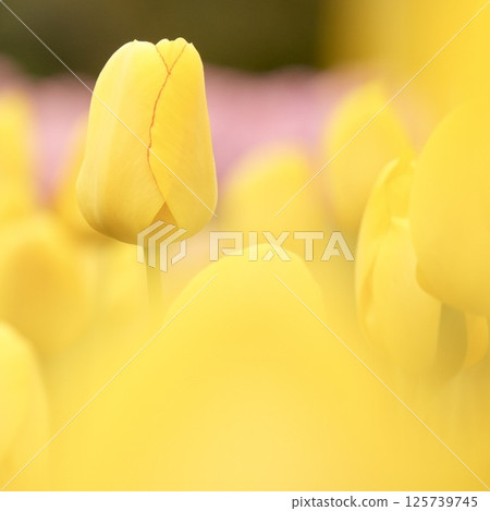 可愛的黃色鬱金香花田 125739745