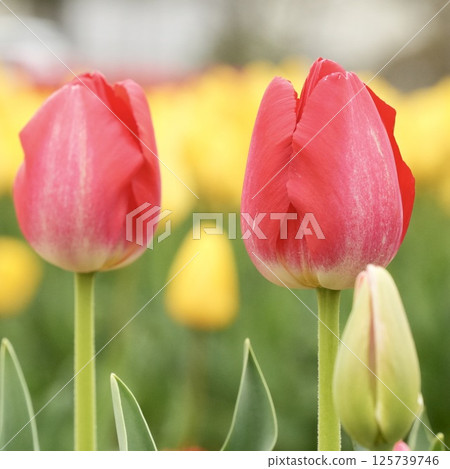 柔軟可愛的紅色鬱金香，色彩繽紛，讓你微笑 125739746
