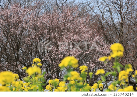 幸手市權現堂的初春油菜花美景 125740214