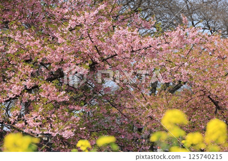Early spring scenery of rape blossoms blooming at Gongendo in Satte City Early spring scenery of rape blossoms blooming at Gongendo in Satte City 125740215