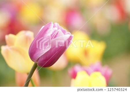 Beautiful tulip flowers purple Beautiful tulip flowers purple 125740324