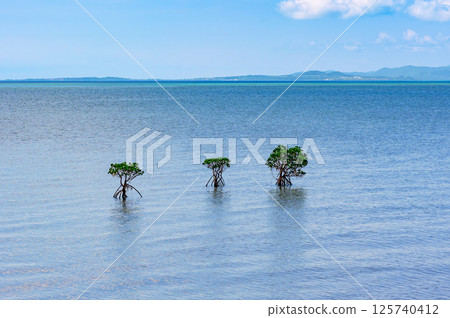 A lovely view of mangroves lined up on Ishigaki Island A lovely view of mangroves lined up on Ishigaki Island 125740412
