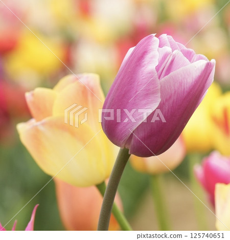 美麗的鬱金香花紫色 美麗的鬱金香花紫色 125740651