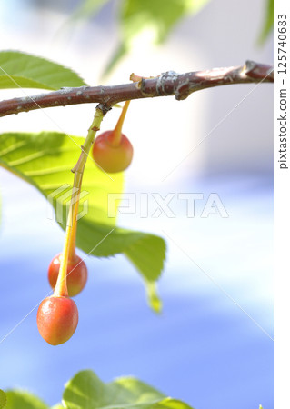 Kawazu櫻桃樹的櫻桃 125740683